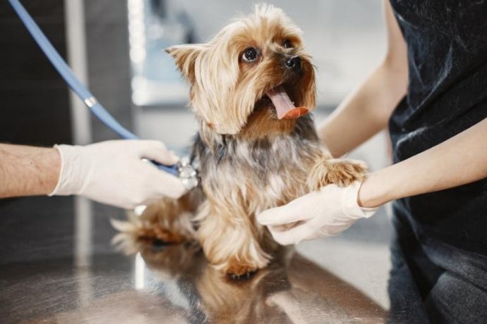 Início dos Trabalhos de Construção de uma Clínica Veterinária